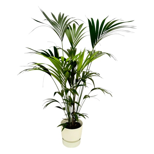 "Kentia palm including elho Greenville Round white - 160cm - Ø30 image"