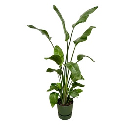 Baum-Strelitzie 'Nicolai' (Strelitzia nicolai) – pflegeleichte Zimmerpflanze, Hö