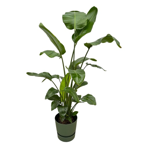 "Weiße Paradiesvogelblume 'Nicolai' (Strelitzia nicolai) – pflegeleichte Zimmerpflanze, Höhe ca. 160 cm image"