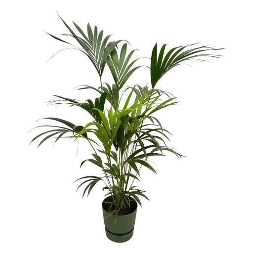 "Kentia palm including elho Greenville Round green - 160cm - Ø30 image"
