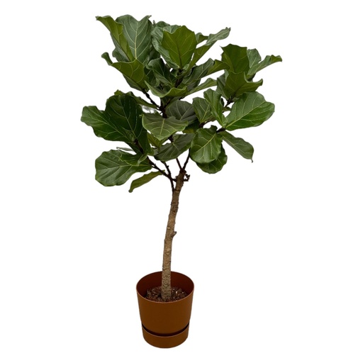 "Ficus Lyrata Stamm inklusive elho Greenville Round braun - 160 cm - Ø30 image"