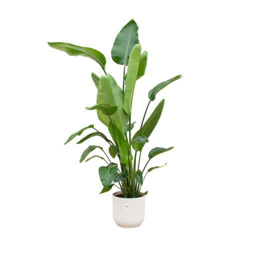 "Strelitzia Nicolai including elho Vibes Fold Round white - 170 cm - Ø30 image"
