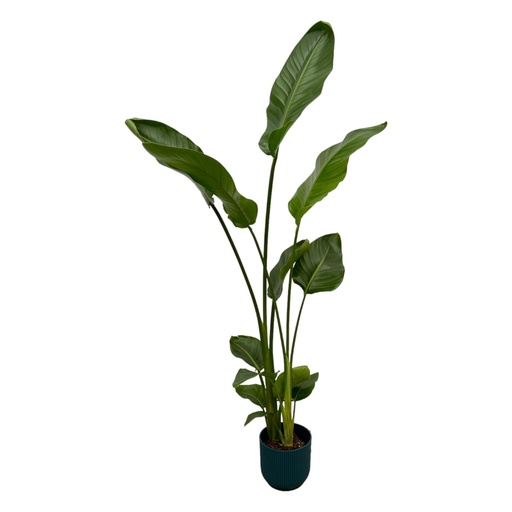 "Strelitzia Nicolai inklusive elho Vibes Fold Round blau - 100 cm - Ø18 image"