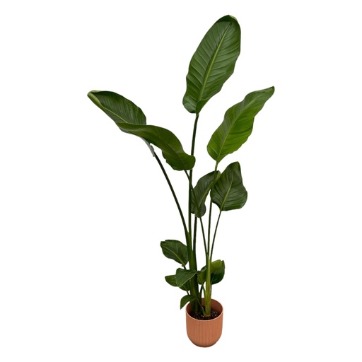 "Strelitzia Nicolai including elho Vibes Fold Round pink - 100 cm - Ø18 image"