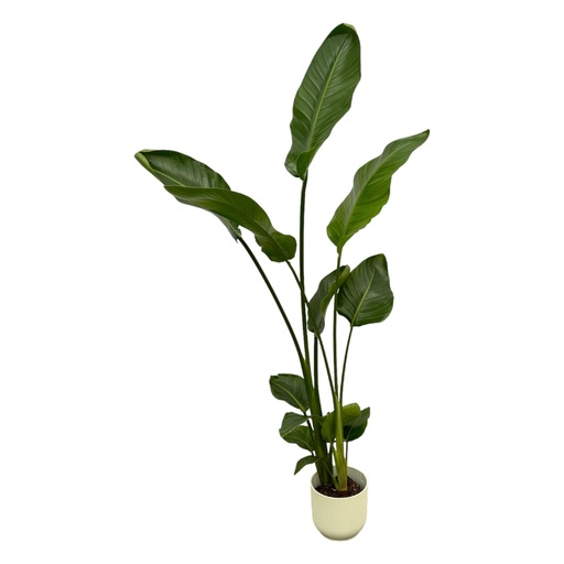 "Strelitzia Nicolai including elho Vibes Fold Round white - 100 cm - Ø18 image"
