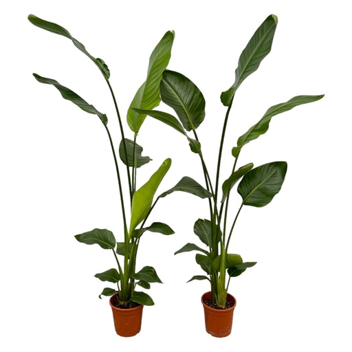 "Baumstrelitzie 'Nicolai' 2er-Set (Strelitzia nicolai) – pflegeleichte Zimmerpflanze, Höhe ca. 130 cm image"