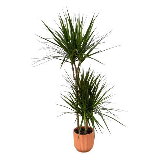 "Dracaena Marginata - ↨120cm - Ø21cm inklusive elho Vibes Fold Round Rosa D22xH20 image"