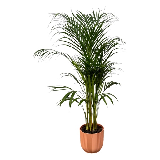 "Areca palm - ↨110cm - Ø21cm including elho Vibes Fold Round pink D22xH20 image"
