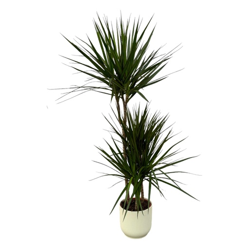 "Dracaena Marginata - ↨120cm - Ø21cm inklusive elho Vibes Fold Round Weiß D22xH20 image"