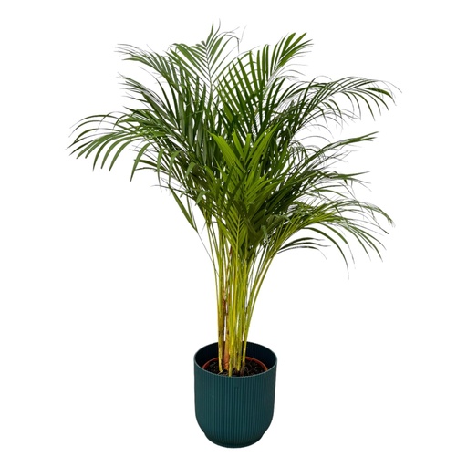 "Areca palm - ↨130cm - Ø24cm including elho Vibes Fold Round blue D30xH27 image"