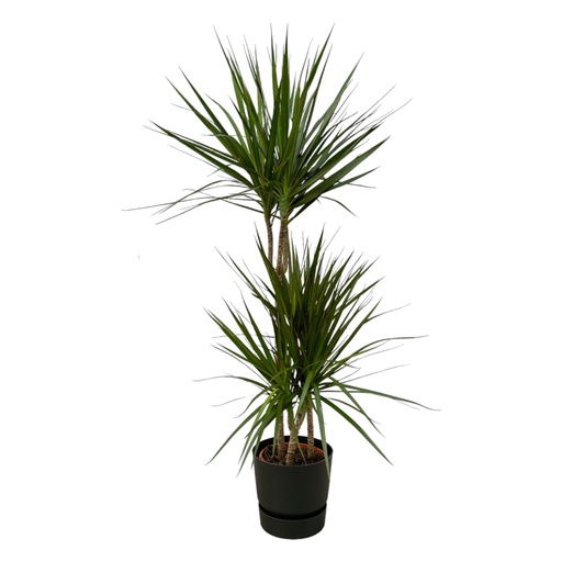 "Dracaena Marginata - ↨120cm - Ø21cm inklusive elho Greenville Round schwarz D24xH23 image"