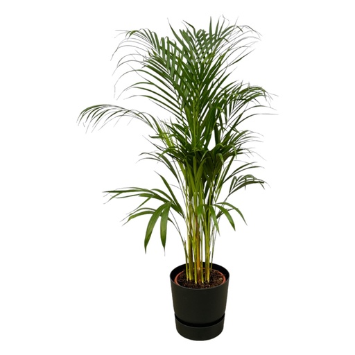 "Areca palm - ↨110cm - Ø21cm including elho Greenville Round black D24xH23 image"