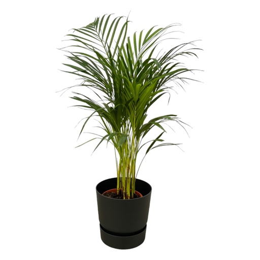 "Areca palm - ↨85cm - Ø19cm including elho Greenville Round black D24xH23 image"
