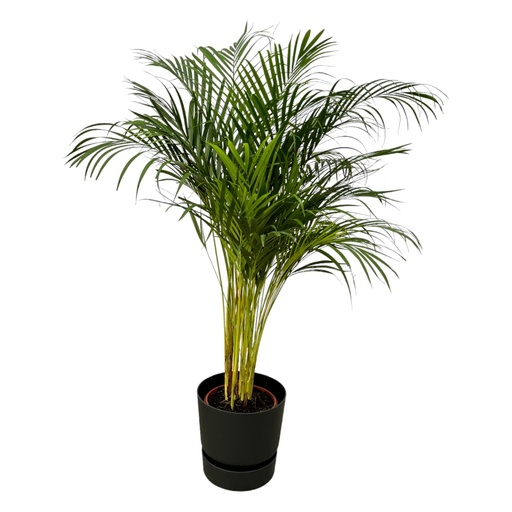 "Goldfruchtpalme (Arecapalme) – pflegeleichte Zimmerpflanze, Topf-Ø 24 cm, Höhe ca. 130 cm image"