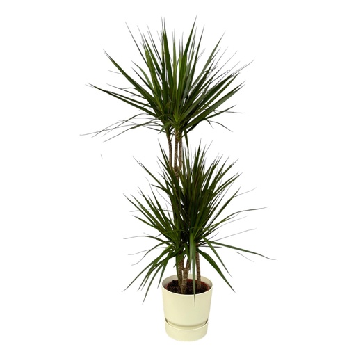 "Dracaena Marginata - ↨120cm - Ø21cm inklusive elho Greenville Round weiß D24xH23 image"