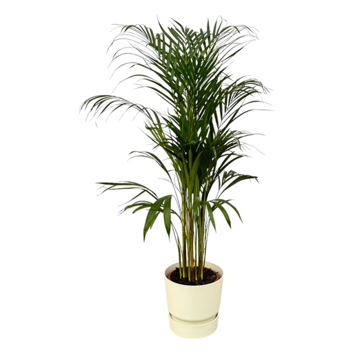 "Areca palm - ↨110cm - Ø21cm including elho Greenville Round white D24xH23 image"