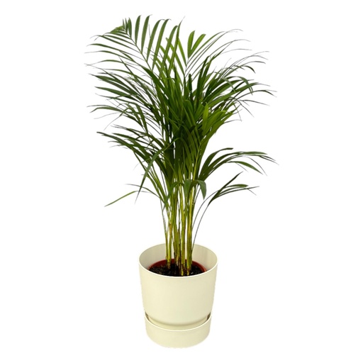 "Goldfruchtpalme (Areca) – pflegeleichte Zimmerpflanze, Topf-Ø 19 cm, Höhe ca. 70 cm image"