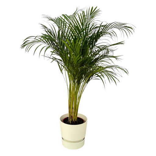 "Areca palm - ↨130cm - Ø24cm including elho Greenville Round white D30xH28 image"