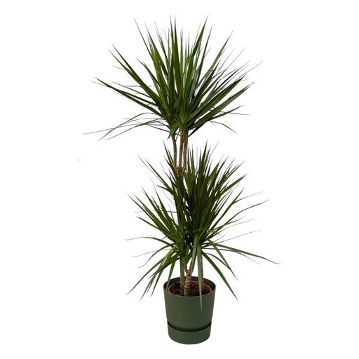 "Dracaena Marginata - ↨120cm - Ø21cm inklusive elho Greenville Round grün D24xH23 image"
