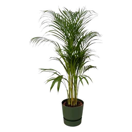 "Goldfruchtpalme (Areca) – pflegeleichte Zimmerpflanze, Topf-Ø 21 cm, Höhe ca. 110 cm image"