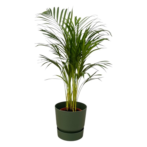 "Areca palm - ↨85cm - Ø19cm including elho Greenville Round green D24xH23 image"