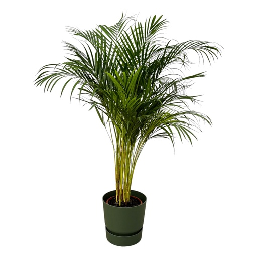 "Areca palm - ↨130cm - Ø24cm including elho Greenville Round green D30xH28 image"