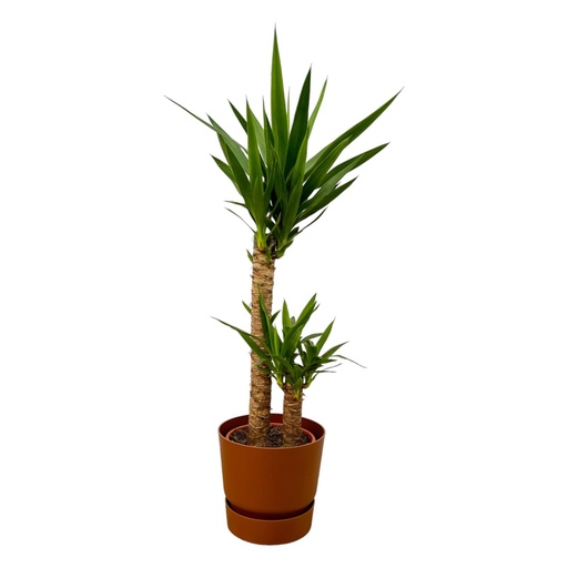 "Yucca - ↨100cm - Ø21cm inkl. elho Greenville Round braun D24xH23 image"
