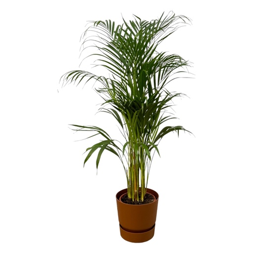 "Areca palm - ↨110cm - Ø21cm including elho Greenville Round brown D24xH23 image"