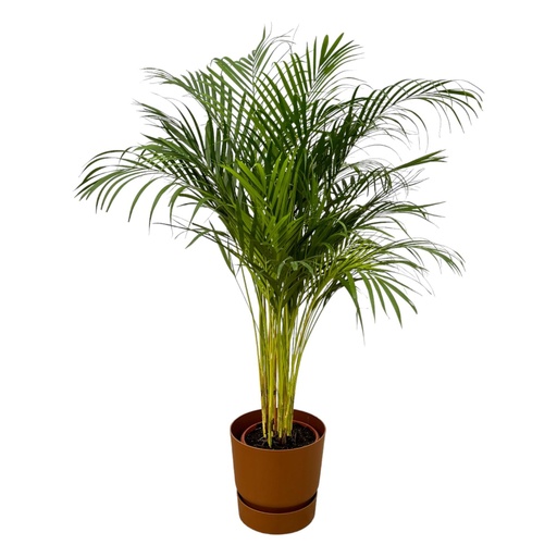 "Areca palm - ↨130cm - Ø24cm including elho Greenville Round brown D30xH28 image"