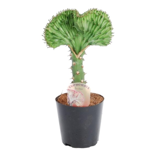 "Euphorbia lactea Cristata grün - 30 cm - ø10,5 image"