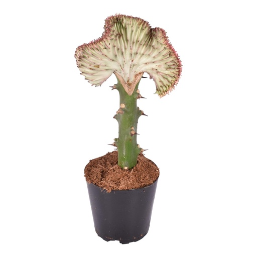 "Korallen-Wolfsmilch (Euphorbia lactea) – pflegeleichte Zimmerpflanze, Höhe ca. 35 cm image"