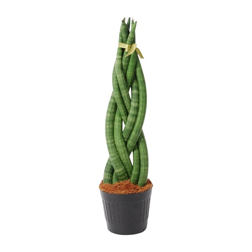 "Zylindrischer Bogenhanf 'Twist' (Sansevieria cylindrica) – pflegeleichte Zimmerpflanze, Höhe ca. 40 cm image"