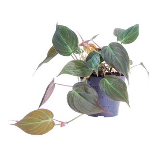 "Herzblattphilodendron 'Micans' (Philodendron scandens) – pflegeleichte Zimmerpflanze, Höhe ca. 25 cm image"