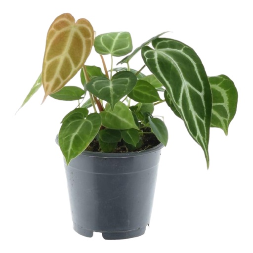 "Anthurium Chrystallium - 35 cm - ø12  image"