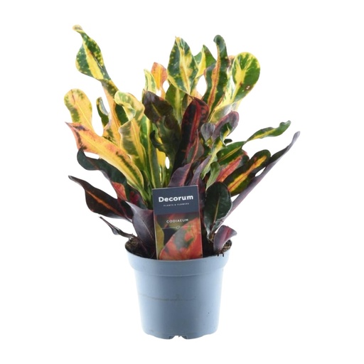 "Codiaeum variegatum 'Mammi' - 30 cm - ø12  image"