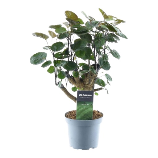 "Fiederaralie (Polyscias fruticosa) – pflegeleichte Zimmerpflanze, Höhe ca. 45 cm image"