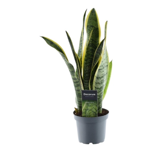 "Grüner Bogenhanf (Sansevieria laurentii) – pflegeleichte Zimmerpflanze, Höhe ca. 45 cm image"