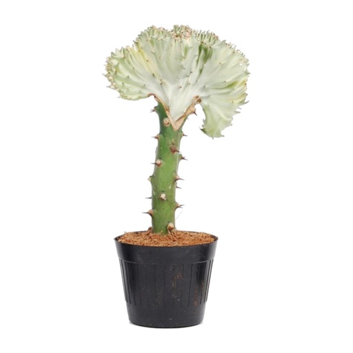 "Euphorbia lactea Cristata Weiß - 30 cm - ø10,5 image"