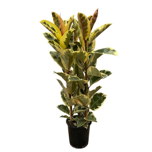 "Ficus Elastica Tineke Busch - 140 cm - Ø28cm image"