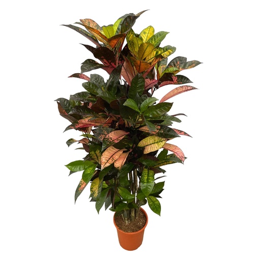 "Codiaeum (Croton) Iceton verzweigt - 100 cm - Ø24cm image"