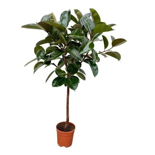 "Gummibaum (Ficus elastica) – pflegeleichte Zimmerpflanze, Topf-Ø 24 cm, Höhe ca. 120 cm image"