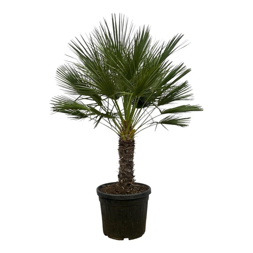 "Zwergpalme (Chamaerops humilis) – pflegeleichte Zimmerpflanze, Topf-Ø 45 cm, Höhe ca. 150 cm image"