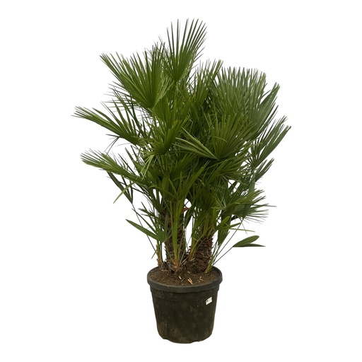 "Chamaerops Humilis multi stam - 160 - 220 cm - Ø50cm image"