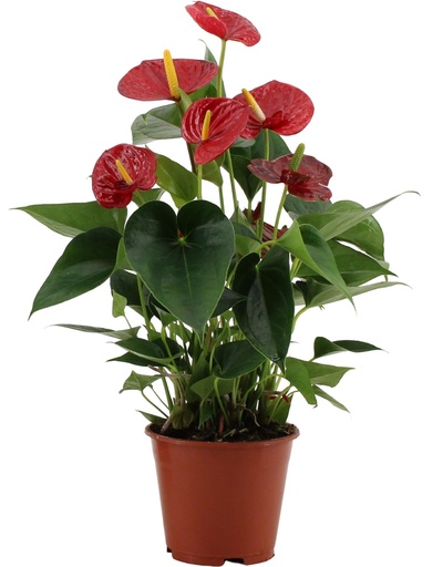 "Anthurium Success Rot In Transparenter Hülle image"