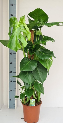 "Fensterblatt (Monstera deliciosa) – pflegeleichte Zimmerpflanze image"