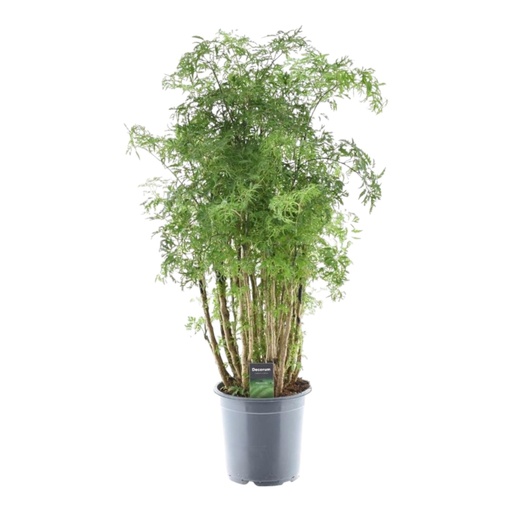 "Polyscias Hawaiiana Ming - 90 cm - Ø24cm image"