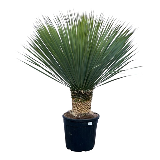 "Yucca Rostrata - 140 cm - Ø45 image"