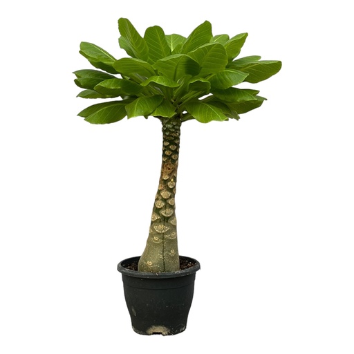 "Hawaiipalme (Brighamia insignis) – pflegeleichte Zimmerpflanze, Topf-Ø 12 cm, Höhe ca. 25 cm image"