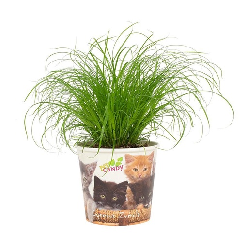"Cyperus Zumula 12cm - Becher Pet Candy Kat - Ø12cm - ↕23cm image"