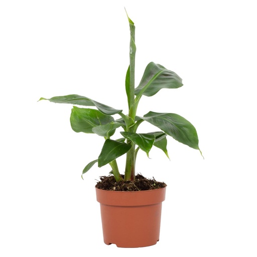 "Musa Tropicana 12cm - Ø12cm - ↕27cm image"